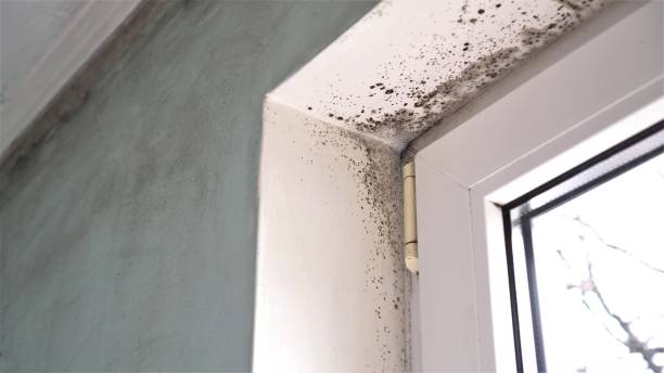 Best Mold Cleaning Services  in Reidsville, GA