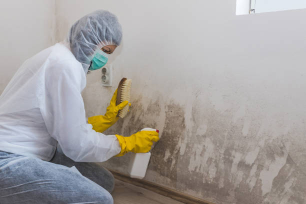 Best Black Mold Removal  in Reidsville, GA