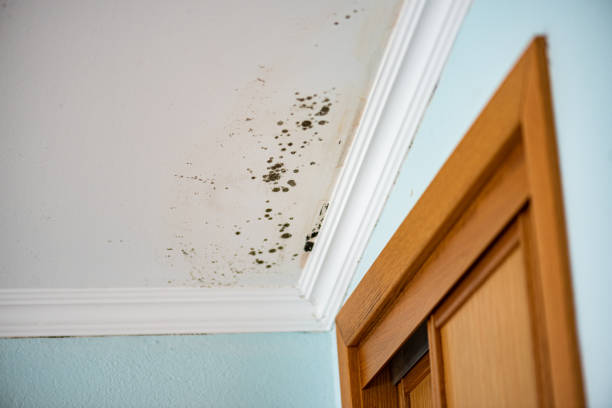 Best Same-Day Mold Removal  in Reidsville, GA