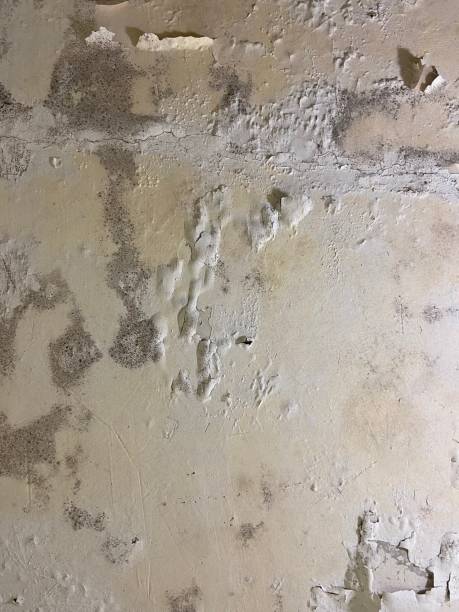 Best Mold Removal Near Me  in Reidsville, GA