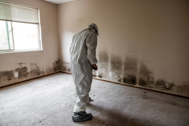 Best Commercial Mold Removal  in Reidsville, GA