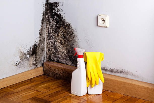 Best Fast Mold Removal  in Reidsville, GA