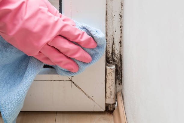 Best Mold Testing  in Reidsville, GA