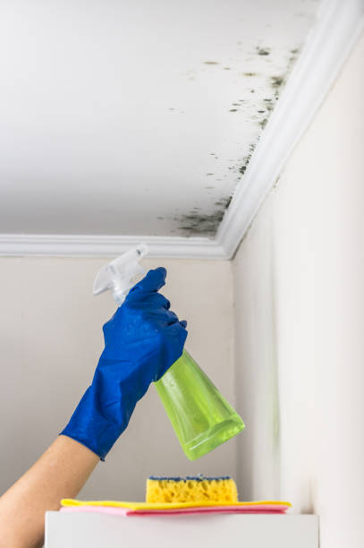 Best Toxic Mold Removal  in Reidsville, GA