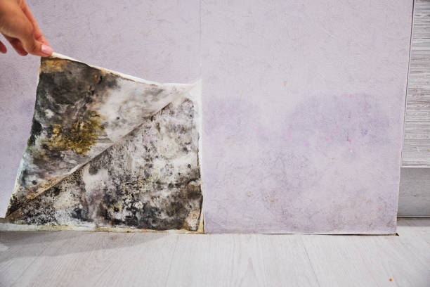 Best Affordable Mold Removal  in Reidsville, GA